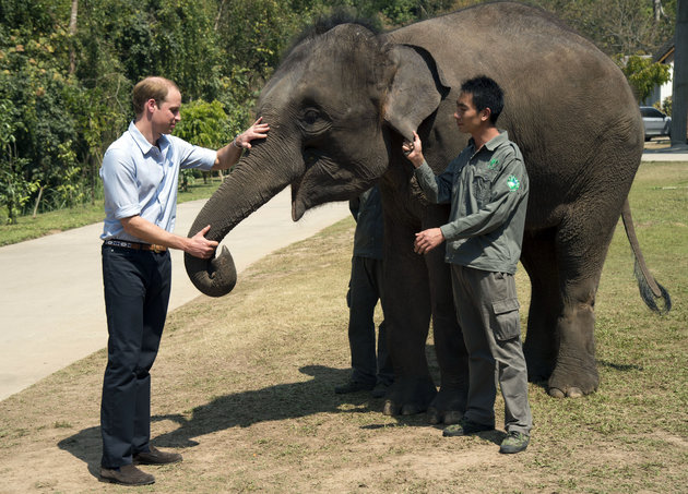 The Duke of Cambridge feeds carrots to Ran Ran, a 13-year-old female Elephant at Xishuangbanna sanctuary in southern China.