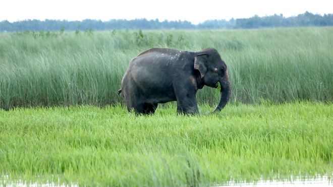 160731085642_bd_bangla_elephant_640x360_bbc_nocredit